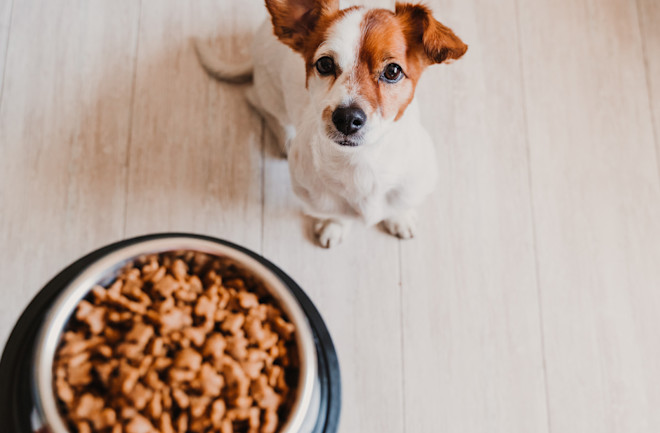 25 Best Tasting Dog Foods in 2024 Discover Magazine