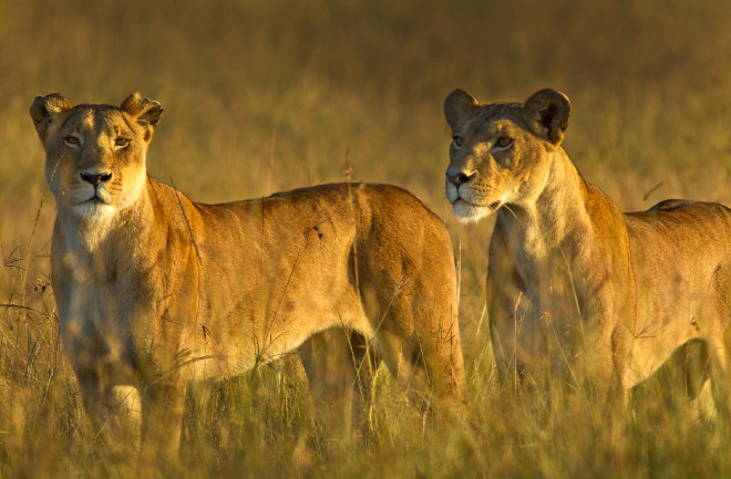 Lionesses