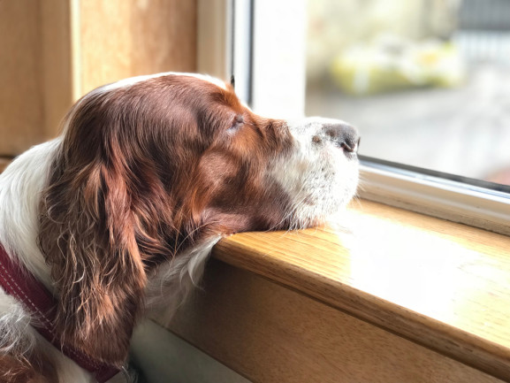 why do dogs like to look out windows