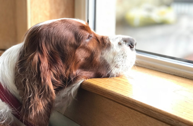 Sad Dog Looking Out Window - Shutterstock