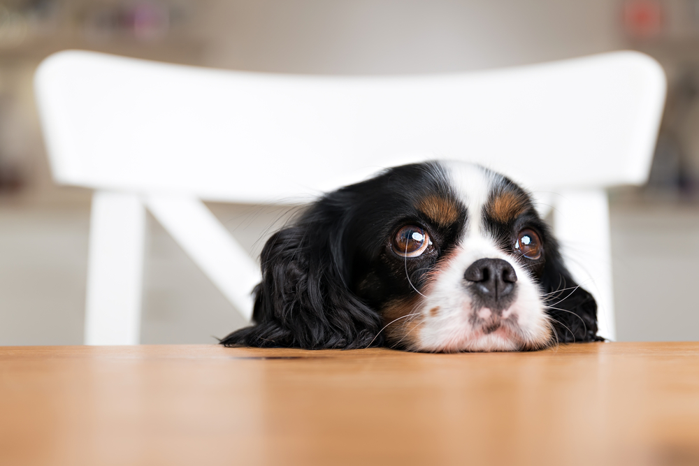 How canines capture your heart: scientists explain puppy dog eyes, Animal  behaviour