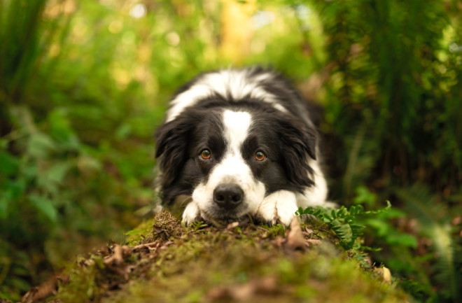 Working detection dog for conservation