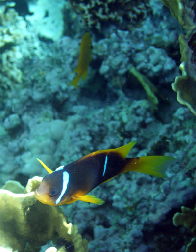 Clownfish1.jpg
