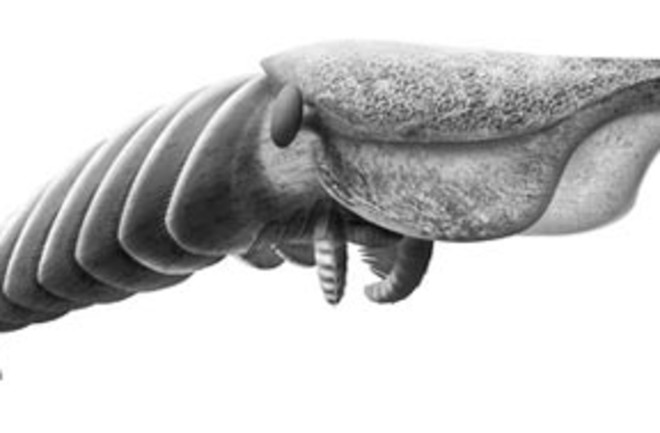 Bizarre Lobster-Sized Creature Was the Monster Predator of the Cambrian |  Discover Magazine