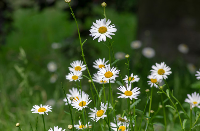 Wildflowers