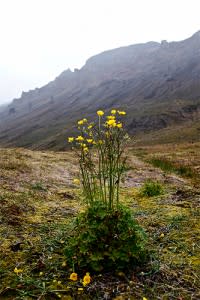Meadowbuttercup-200x300.jpg