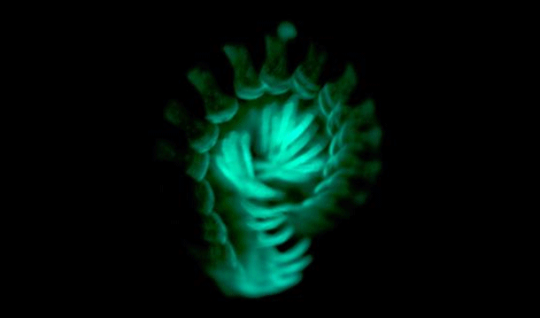 Curled-millipede.gif