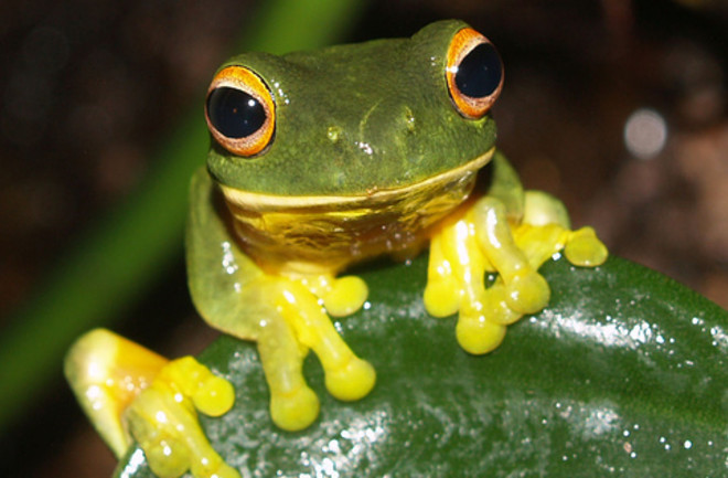 tropical_frog.jpg