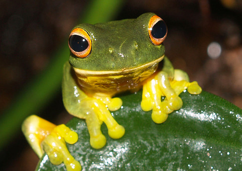 The Secret Dangers Of Frog Secretions Are You At Risk - 4hd6gvu