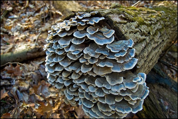 Fungus600.jpg
