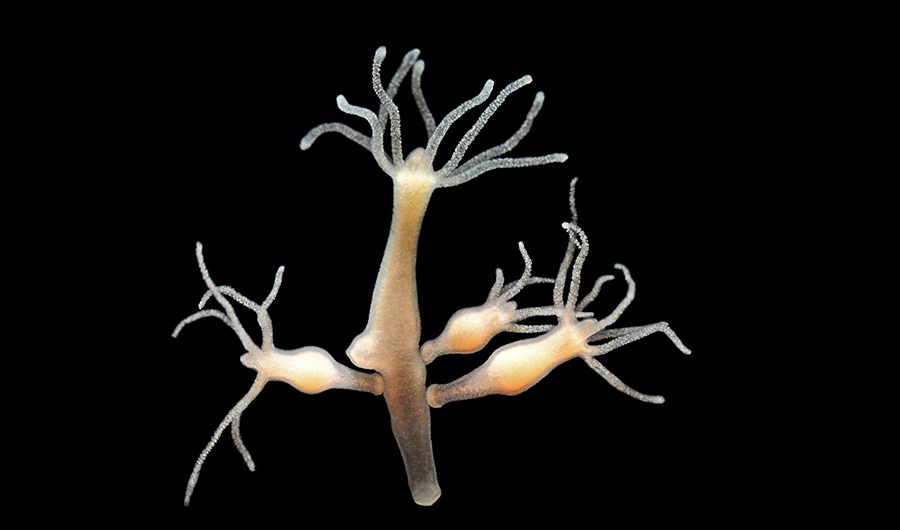 How Hydra Regrow Their Heads | Discover Magazine