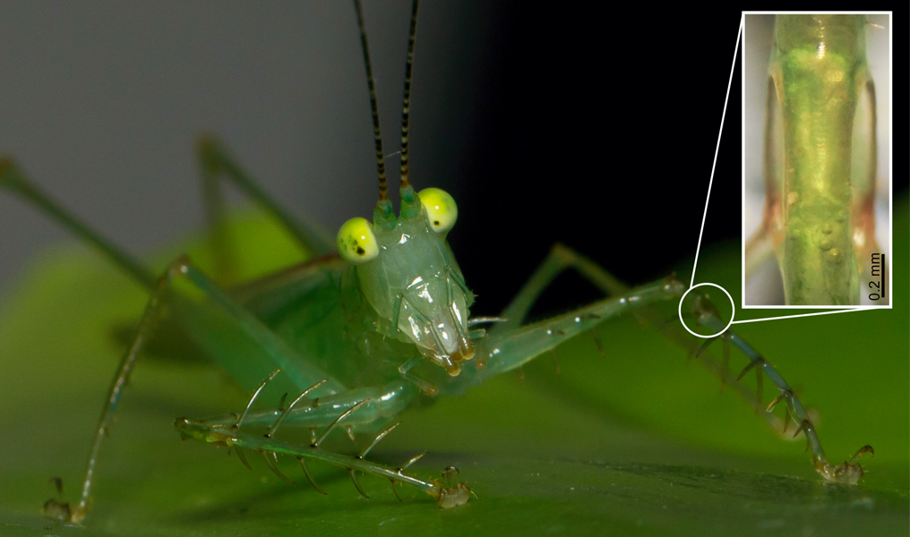 katydid ear