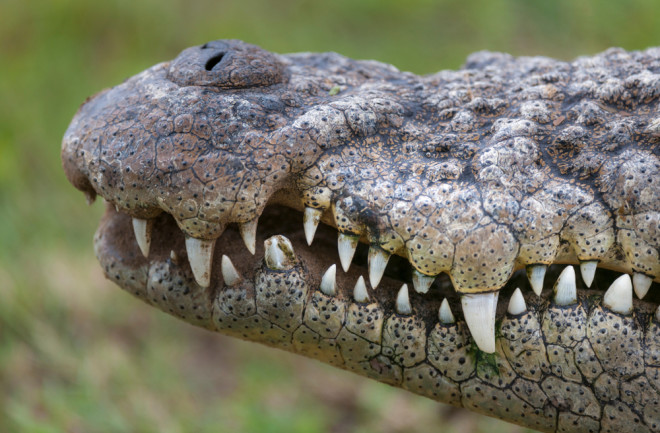 Snout of a Nile crocodile