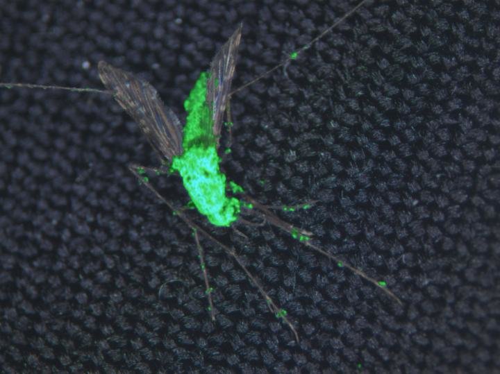 glowing_dead_mosquito_frankenfungus-1.jpg