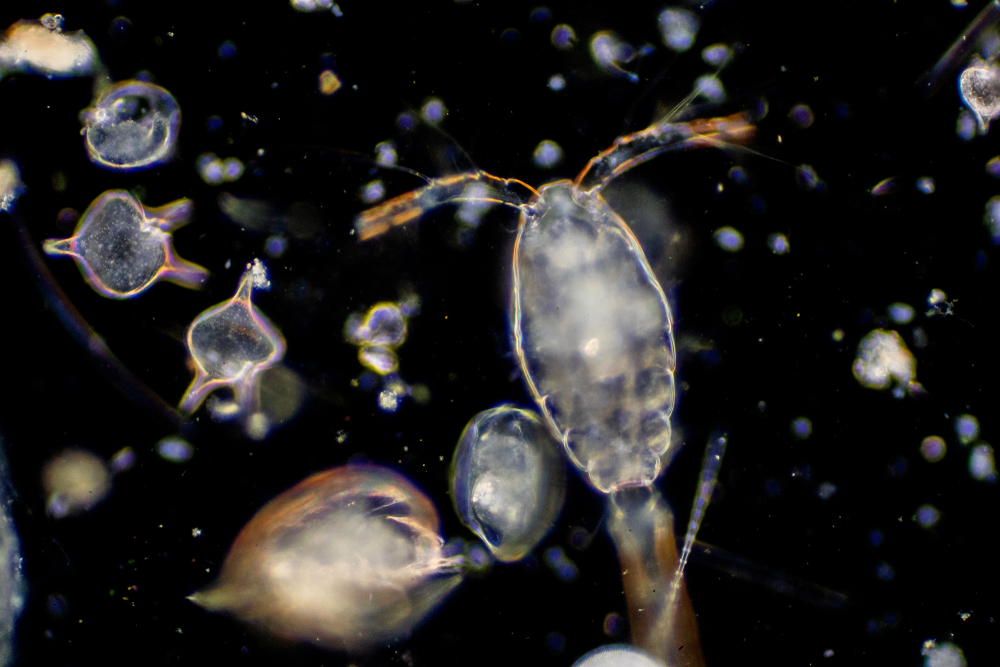 throughout-the-ocean-climate-change-is-forcing-plankton-to-move