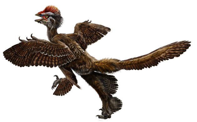Feathered-dinosaur-Anchio-0091.jpg