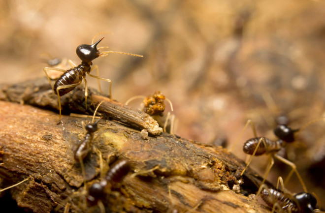 TermitesRainforestFloor.jpg
