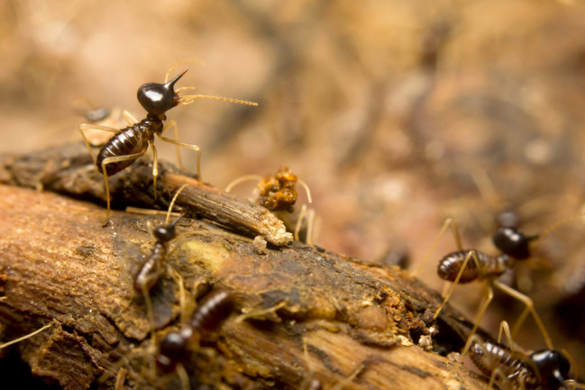 Termites Engineering Skills Help Protect Tropical