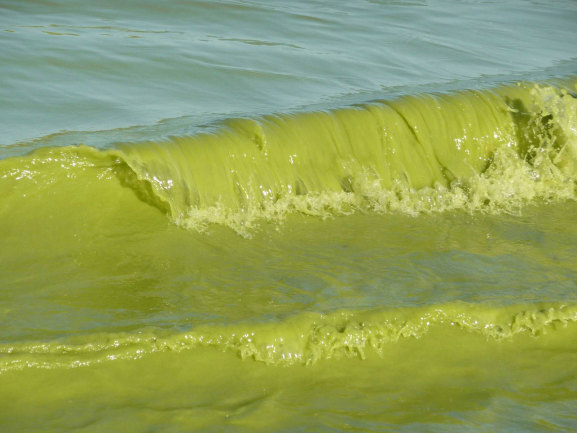 great lakes green water algae - flickr public domain