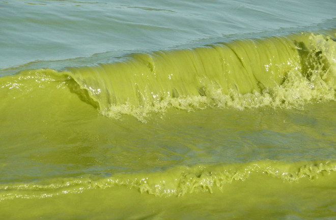 great lakes green water algae - flickr public domain