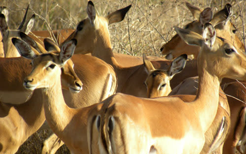 Impala_closeups.jpg