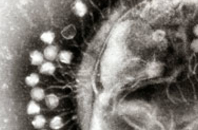 bacteriophage.jpg