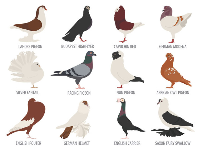 pigeon-breed-chart