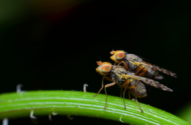 Fruit-Flies-Mating