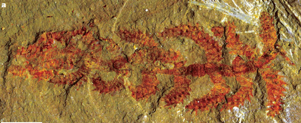 Diania_fossil.gif