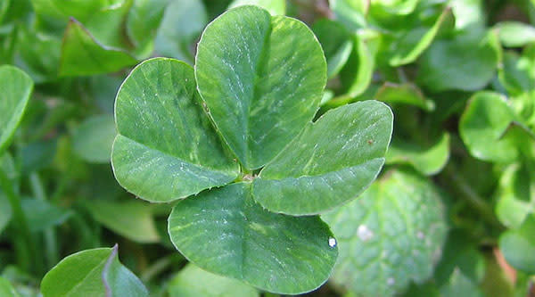 Four-Leaf_clover.jpg