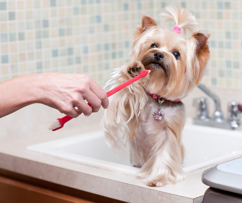 25 Best Dog Toothbrushes this Year