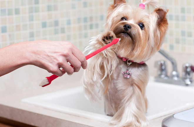 25 Best Dog Toothbrushes this Year Discover Magazine