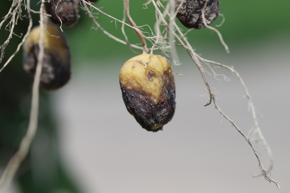 The Source of the Irish Potato Famine Pathogen Is Finally Identified post image