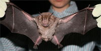 Bat.jpg