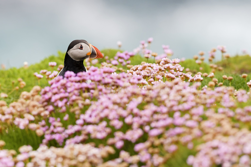 Why it's perfectly normal to see baby puffins thrown off cliffs in