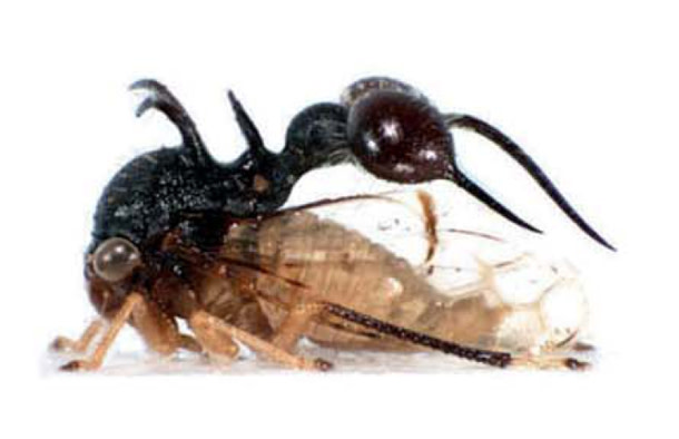 cyphonia-clavata.jpg