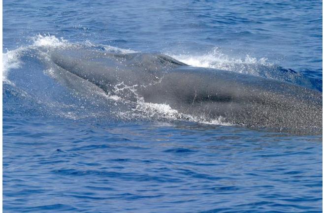 GOM Bryde's whale