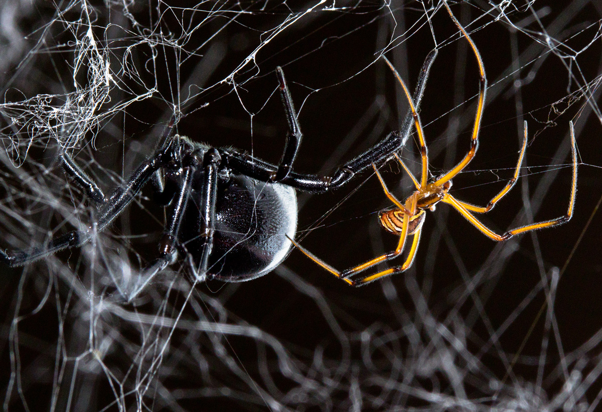 Black widows are vanishing. Scientists found out why.