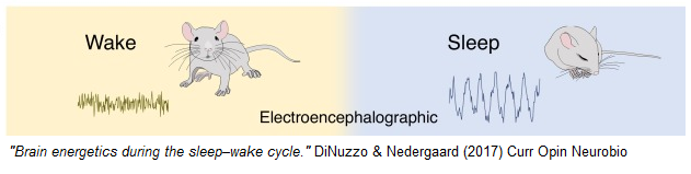 dinuzzo_nedergaard_mice.png