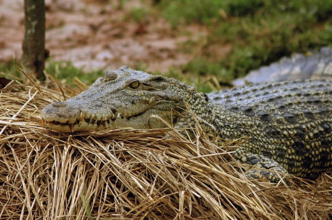Female crocodile gives birth