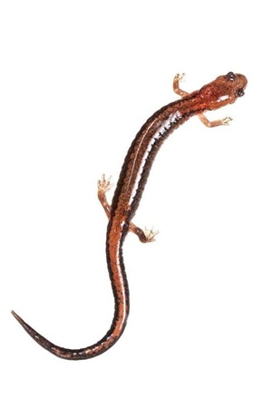 Red-backed Salamander - Nature Picture Library - DSC-NT0818 02