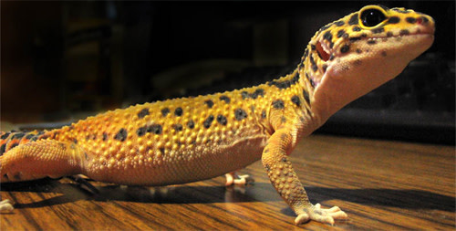 Leopard-gecko.jpg