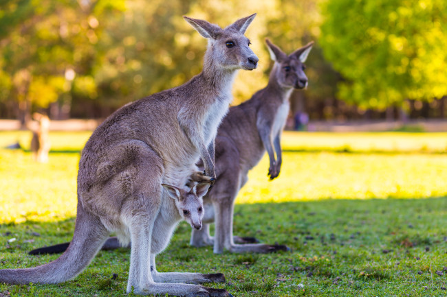 Kangaroo - Shutterstock