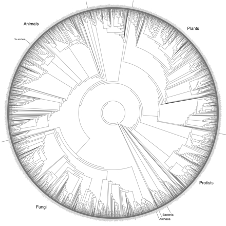 Google Earth for The Tree of Life | Discover Magazine