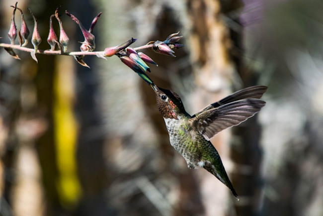 Hummingbird_feeding-1024x684.jpg