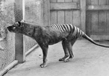 Tasmanian tiger was likely doomed by genetics anyway