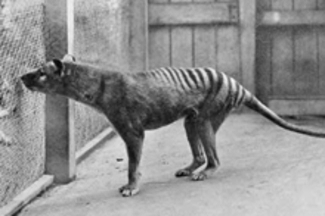 tasmanian-tiger.jpg