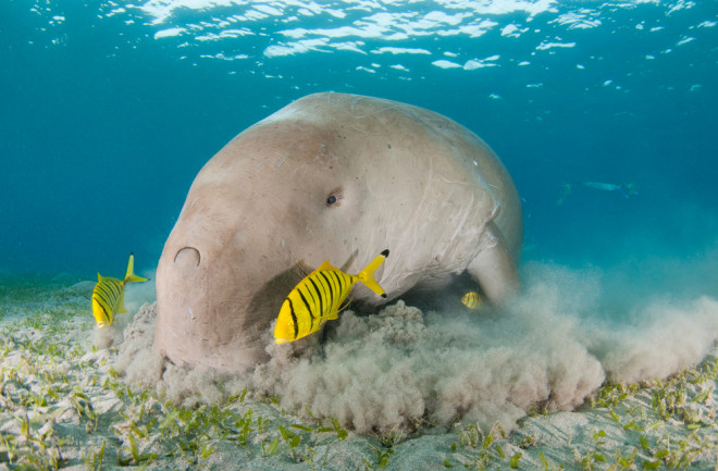 dugong