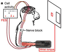 monkey-paralyzed.jpg