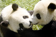 pandas.jpg